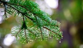Ciências da Natureza e suas Tecnologias - II